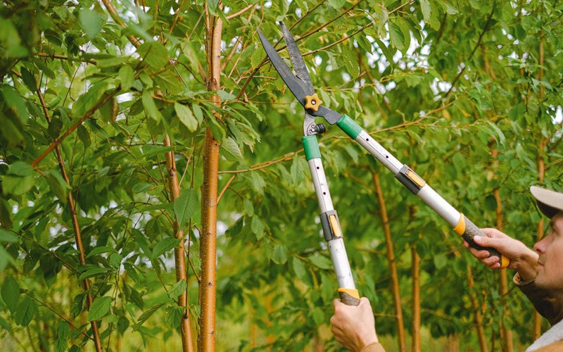 Tree trimming in Englewood, CO